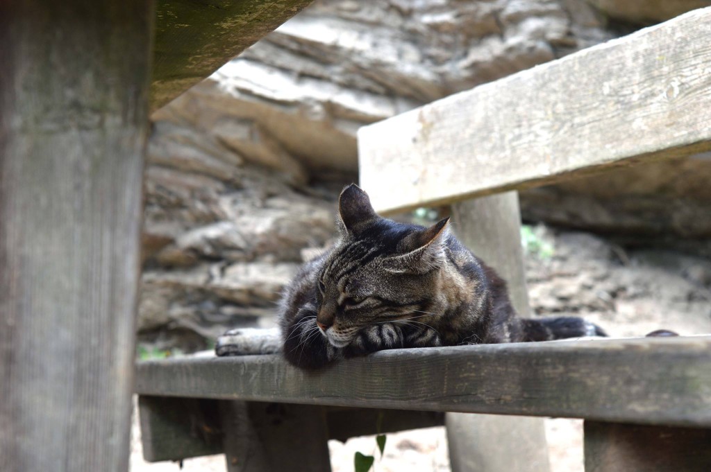Cinque Terre cat